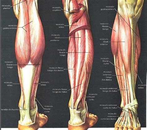 musculos perna - musculos da panturrilha
